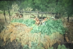 8oR1977PEDROVENDRELL-127